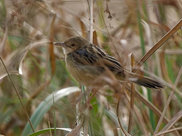 <h3><a href="/trips/gambia/biota/animalia/chordata/aves/040 passeriformes/088 cisticolidae/cisticola marginatus/cisticola marginatus-nl.html">Cisticola&nbsp;marginatus</a> / Winding&nbsp;cisticola / Heuglins&nbsp;graszanger</h3>OM-1 Mark II met OLYMPUS M.150-400mm F4.5, 1/2000 sec  bij F4.5, ISO 1000, afstand 14.7&nbsp;m